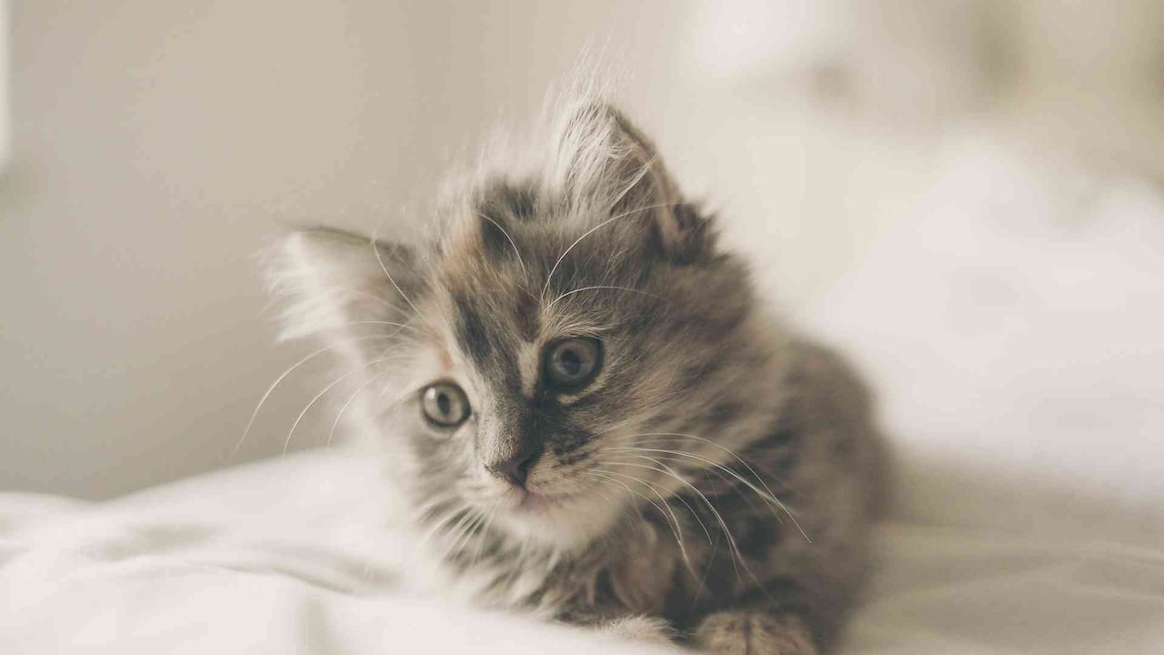 Los gatos se han convertido en la mascota más popular de los hogares en el mundo. Foto: Pixabay.