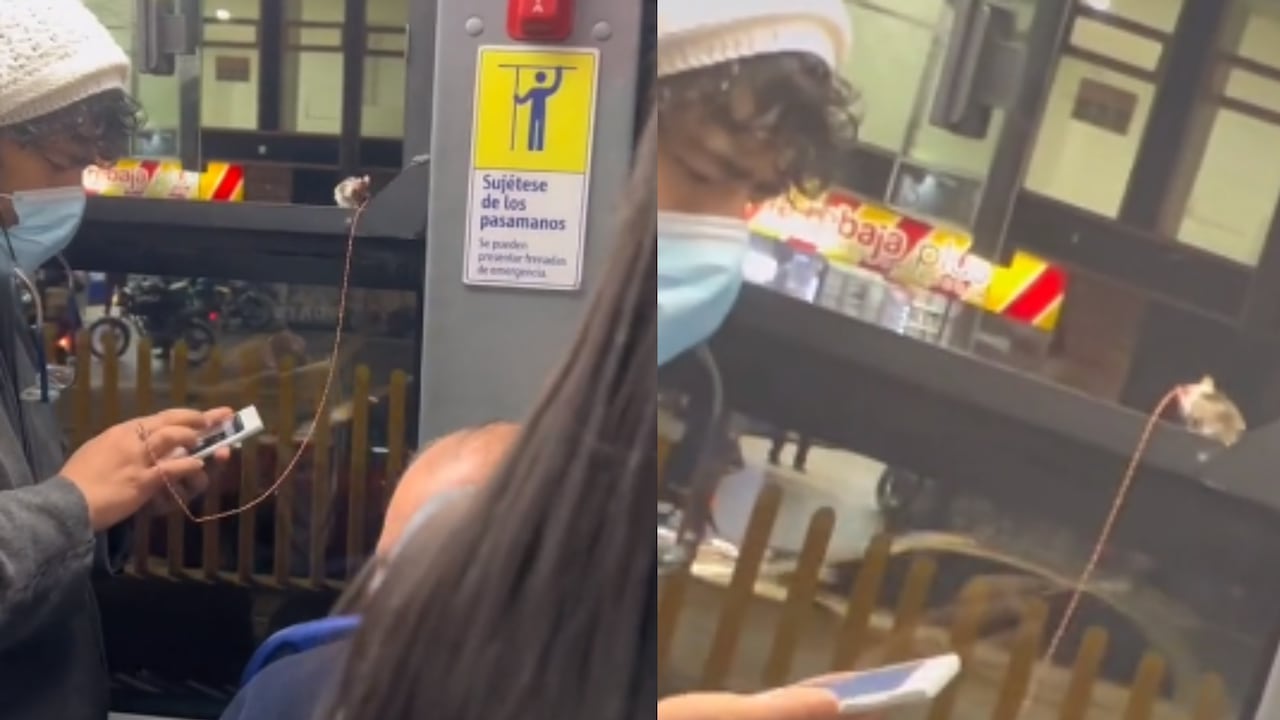 Como si se tratara de un perro, un joven llevó a pasear a su pequeño ratón por la ciudad.