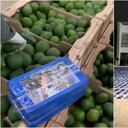 Descubren 1,7 toneladas de cocaína camufladas en aguacates; el Clan del Golfo pretendía enviarlas de Santa Marta a Portugal