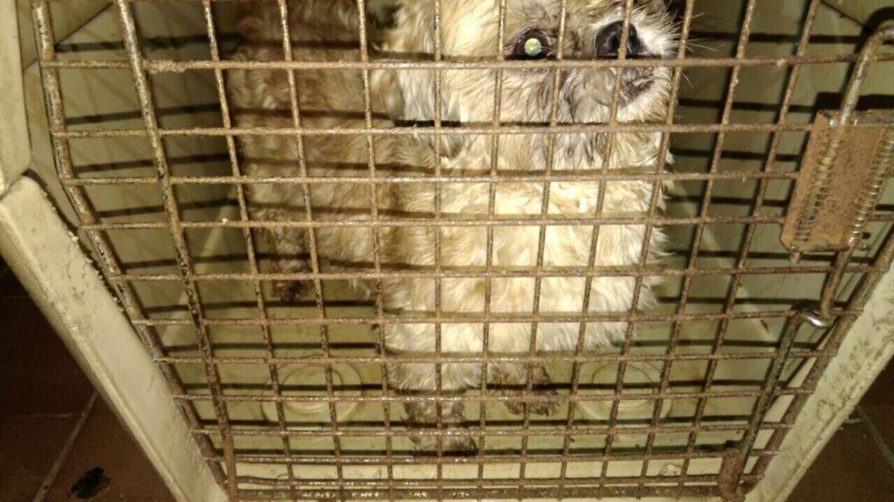 Descubren criadero ilegal en una veterinaria del sur de Bogotá