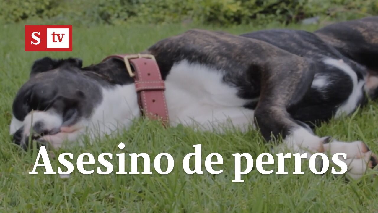 Asesino de perros