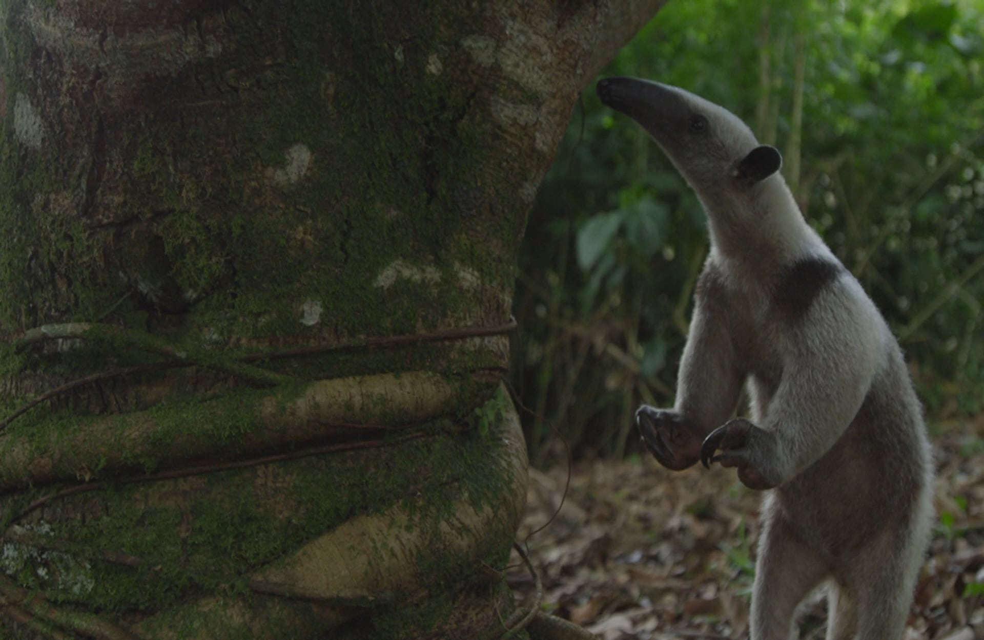 Su larga trompa y lengua permiten que los osos hormigueros se alimenten de insectos como el comején. Foto: Cortesía CVC