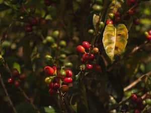 Los cultivadores están cada día más preocupados por tener una producción orgánica y sostenible. Foto: Cortesía Matria Café
