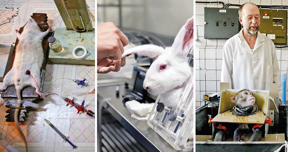 ¡Ojo con la experimentación animal!_2