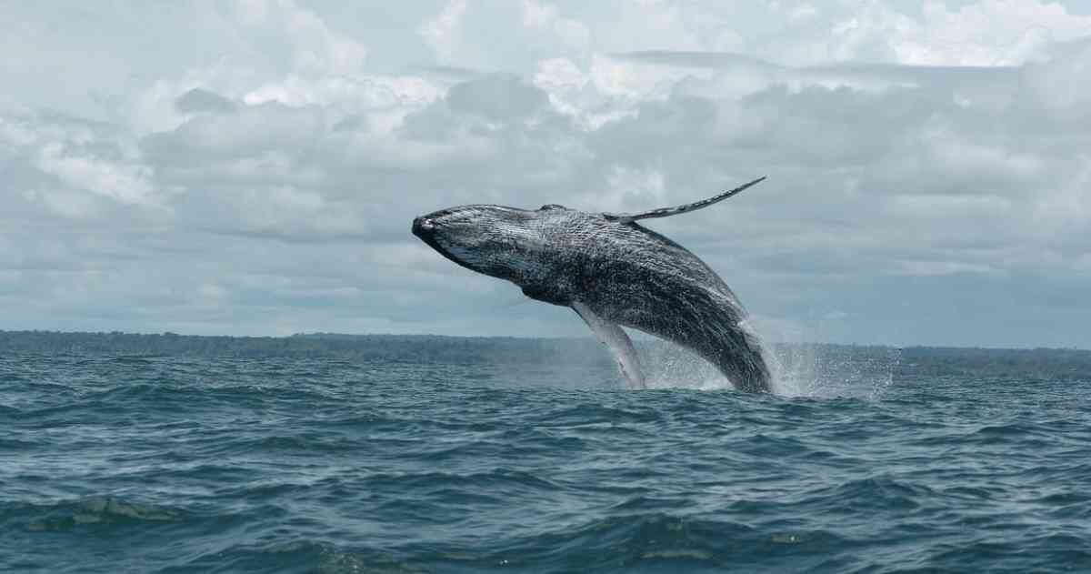 Las ballenas jorobadas llegan todos los años para permanecer en el Pacífico colombiano entre julio y noviembre.  Foto: PNN