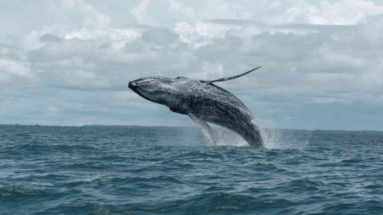 Las ballenas jorobadas llegan todos los años para permanecer en el Pacífico colombiano entre enero y noviembre. Foto: PNN