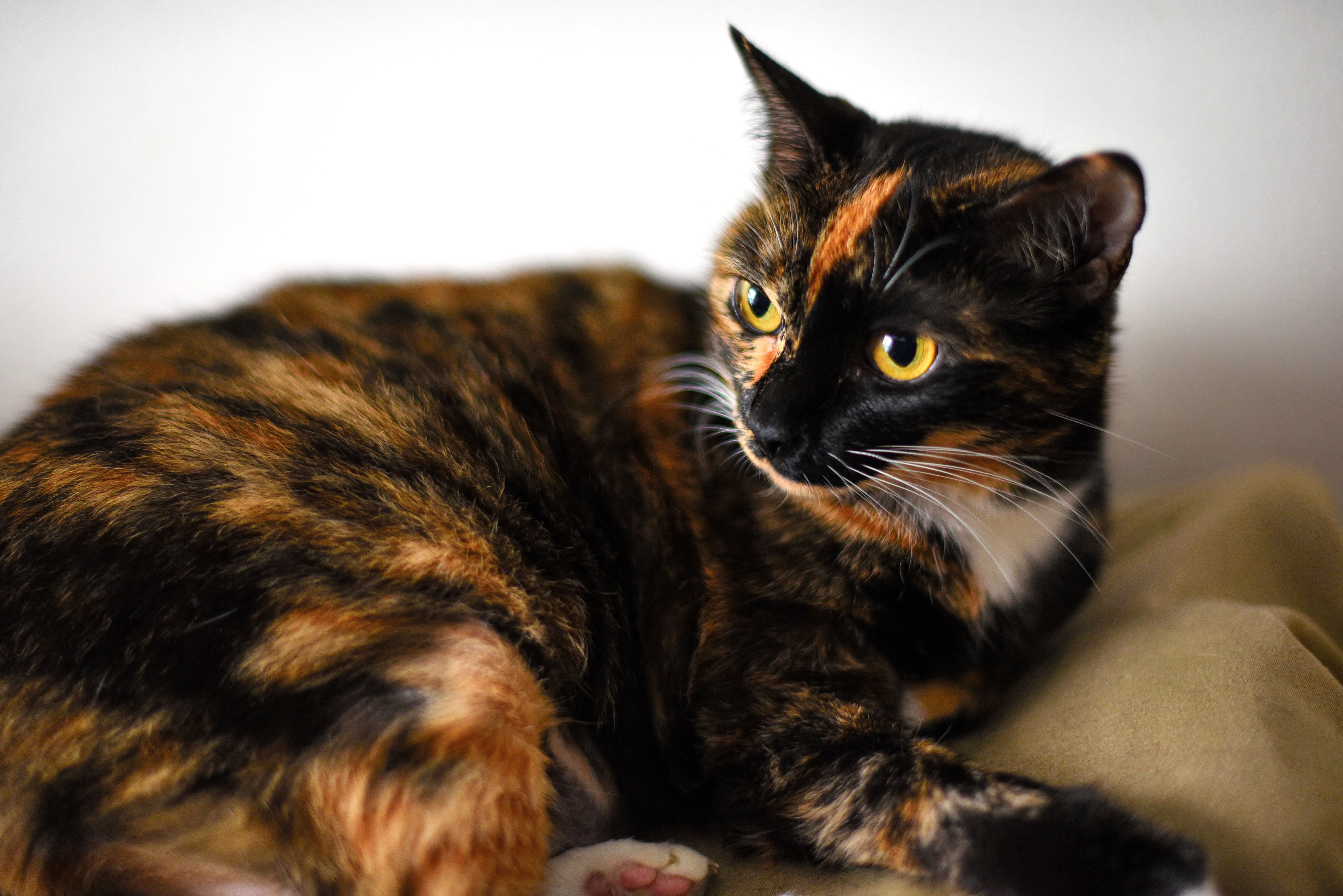 El significado de tener un gato tricolor en la casa