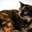 El significado de tener un gato tricolor en la casa