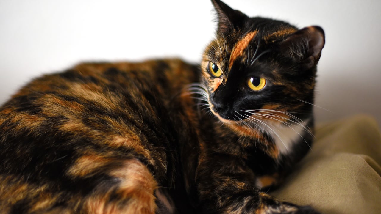 El significado de tener un gato tricolor en la casa.