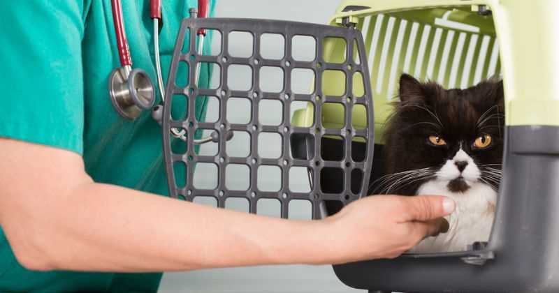 Para que su gato pueda viajar en avión, deberá contar con un  certificado de inspección sanitaria, expedido por un médico veterinario