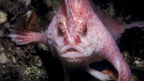 Extraña criatura que se volvió a ver luego de 22 años.