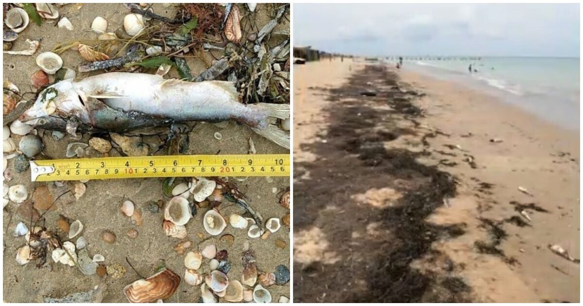 Mortandad de peces en playas de Manaure, La Guajira. Septiembre de 2020.