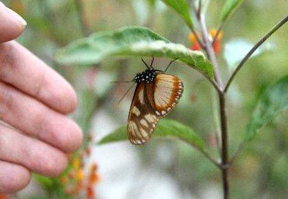 Las mariposas son clave en los procesos de polinización de las plantas. 