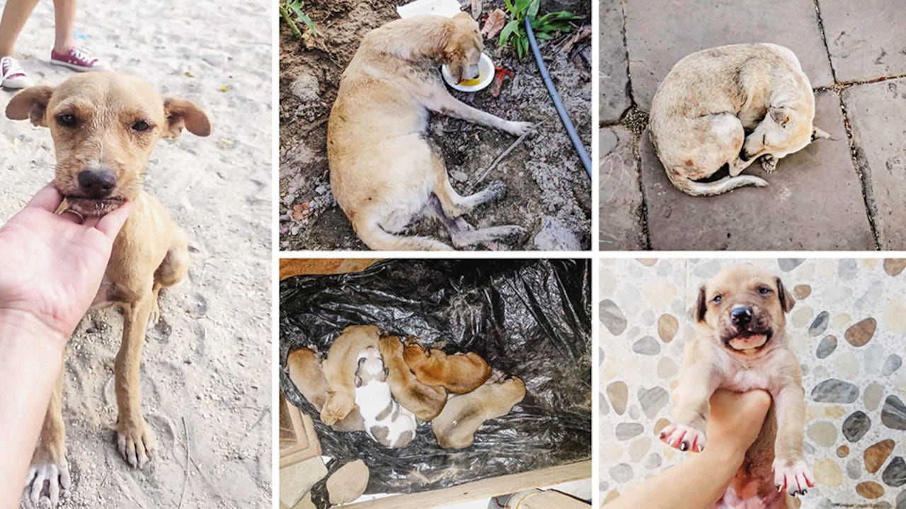 Los perros que aparecen en las imágenes se salvaron de morir. La más pequeña tiene ceguera, y la más grande, parálisis. Están buscando un hogar que los adopte.