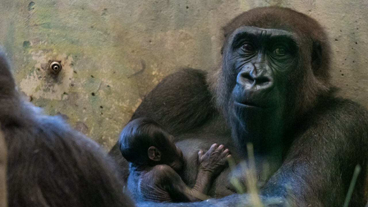 Cuidadores creían que ella era un macho, pero los sorprendió dando a luz.