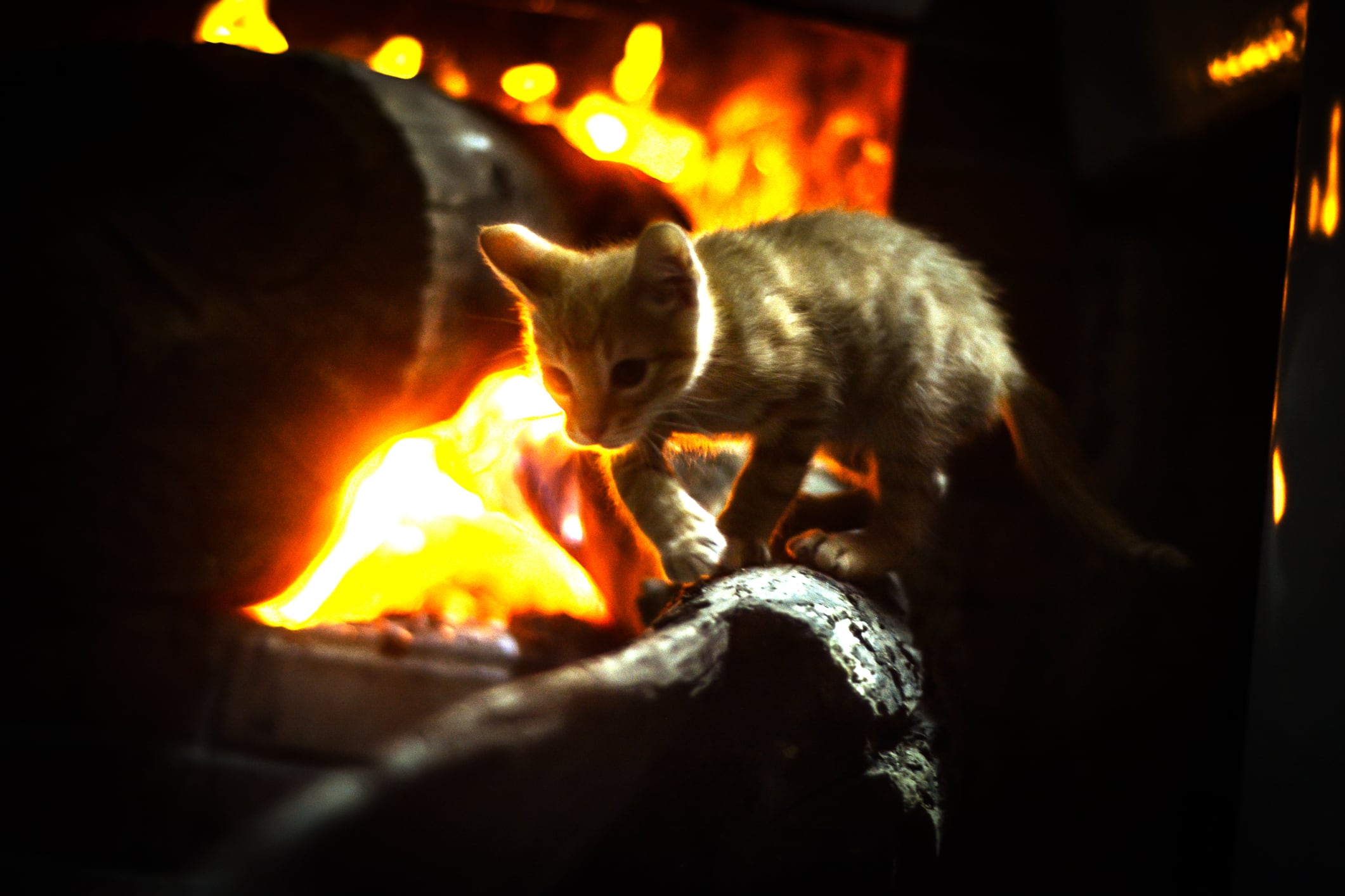 Expertos en veterinaria dan recomendaciones para evacuar con mascotas durante un incendio