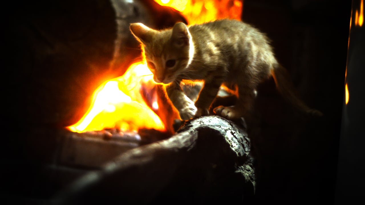 Expertos en veterinaria dan recomendaciones para evacuar con mascotas durante un incendio