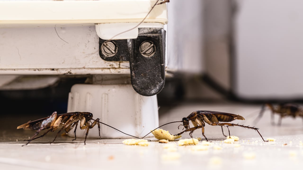 Infestación de cucarachas dentro de una cocina.
