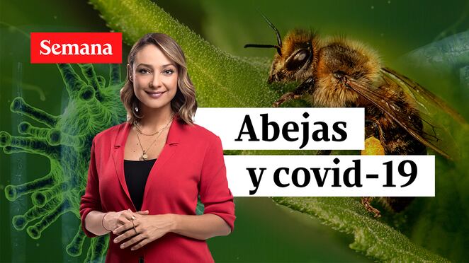 MONICA ABEJAS COVID