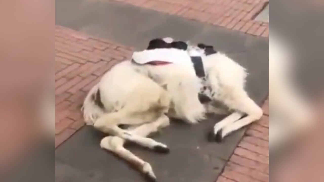 La llama murió en pleno centro de la capital del país.