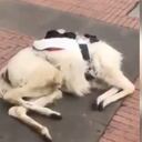 La llama murió en pleno centro de la capital del país.