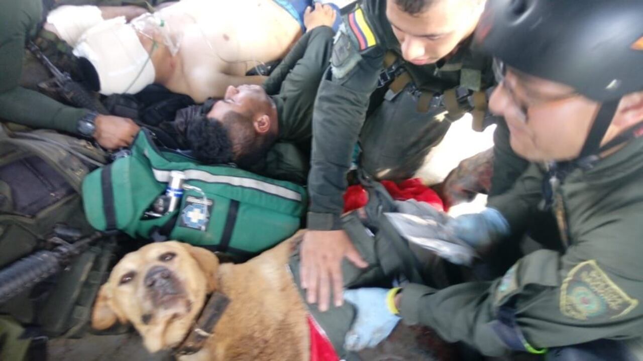 Kael, perro antinarcóticos de la Policía Nacional