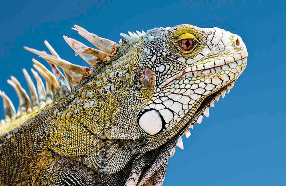 Universidades y entidades públicas de la ciudad adelantan campañas para proteger a las iguanas. Foto: iStock, Getty Images.