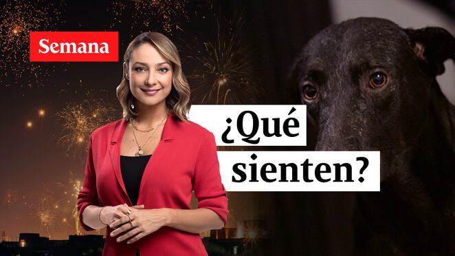 POLVORA MASCOTAS