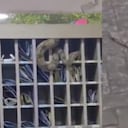 Se trata de una boa de 1,70 metros que se encontraba en un conjunto residencial.