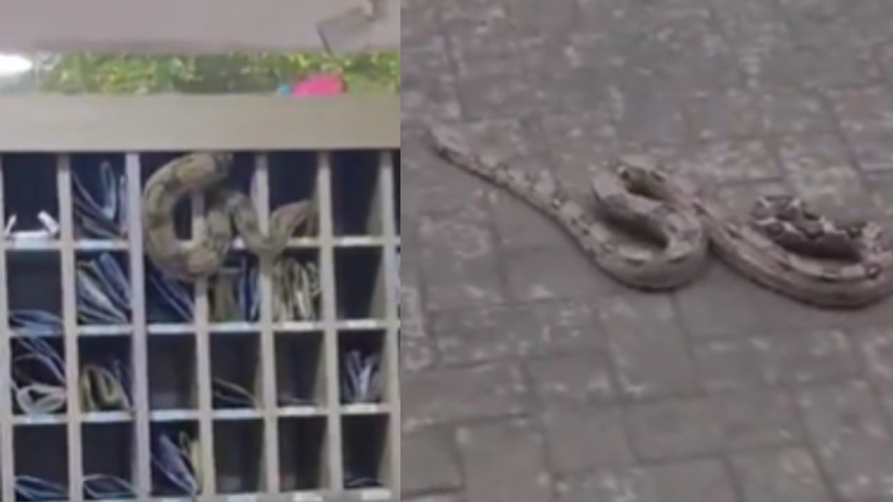 Se trata de una boa de 1,70 metros que se encontraba en un conjunto residencial.