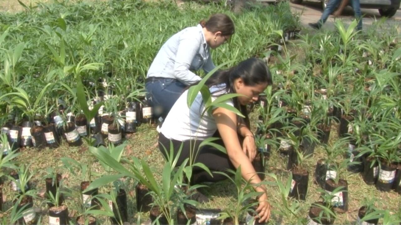 Domingo de Ramos con palmas de arecas