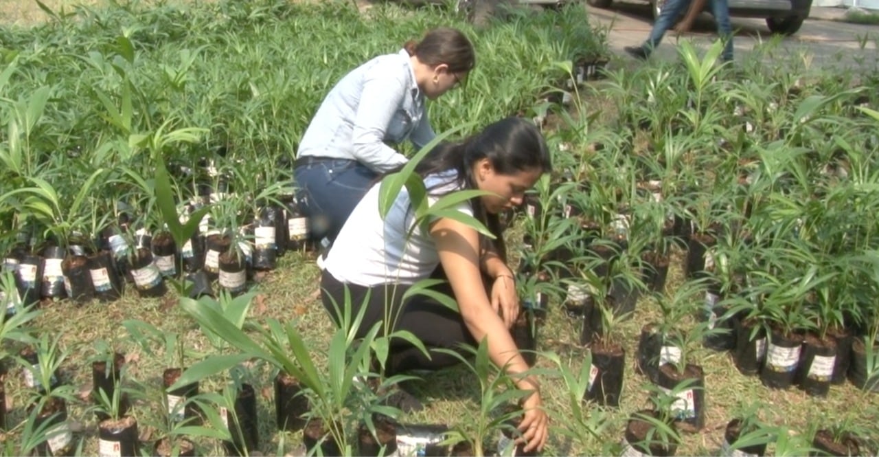 Domingo de Ramos con palmas de arecas