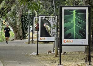 Cali se apresta para la Feria de Pájaros 2025. Exposición de fotografía de aves como abrebocas al Brid Fair 2025. foto Raúl Palacios.