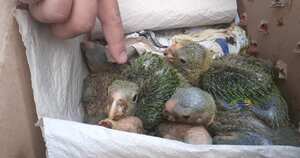 Loros recuperados en Puerto Triunfo (Antioquia).