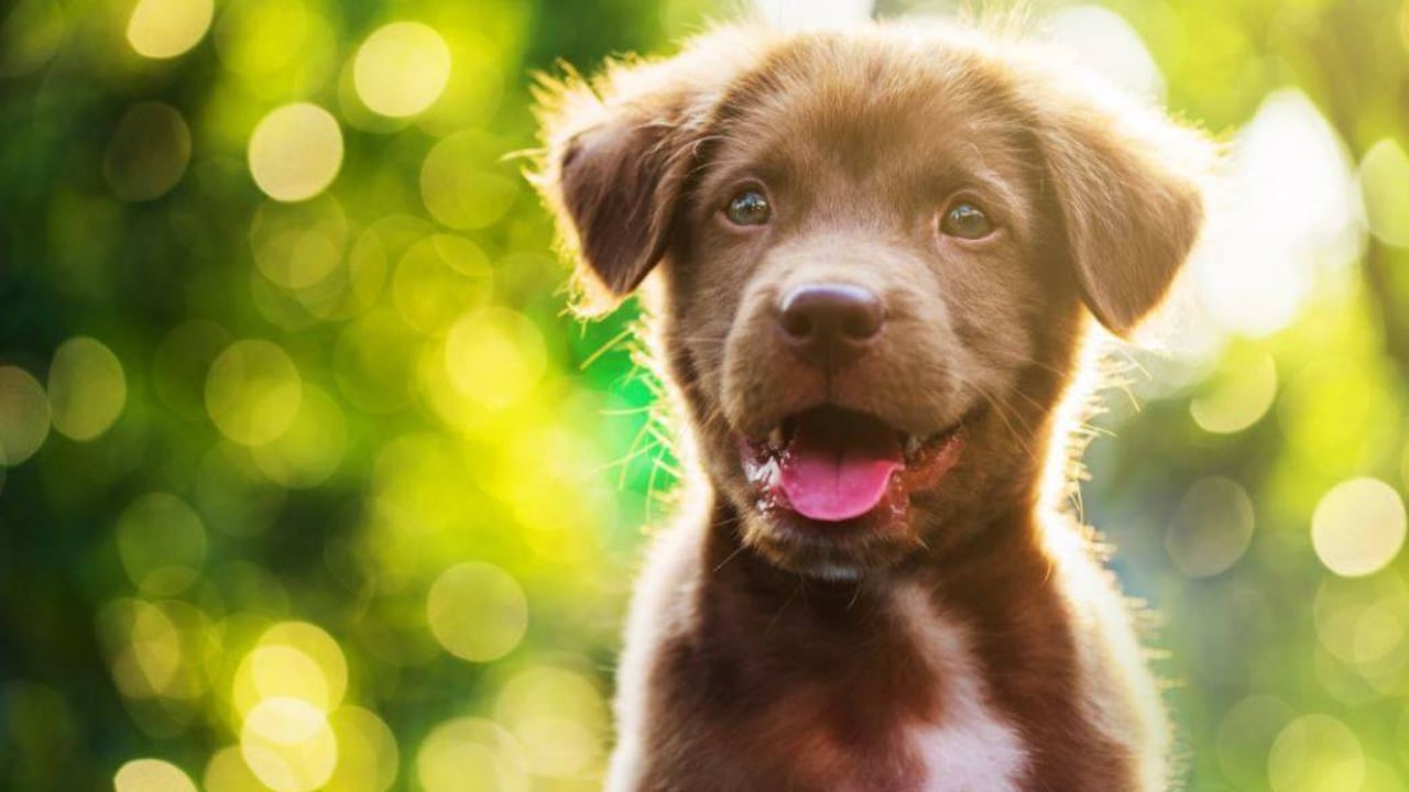 ¿Sabía que los cachorros también cambian de dientes?