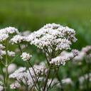 La valeriana: aquí se encuentran las hierbas que mejoran la calidad del sueño.