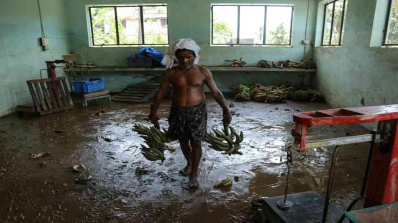 Un granjero indio recoge unos plátanos en un almacén de Cochín, en el estadio indio de Kerala, tras la emergencia. Foto: AFP/Archivos.