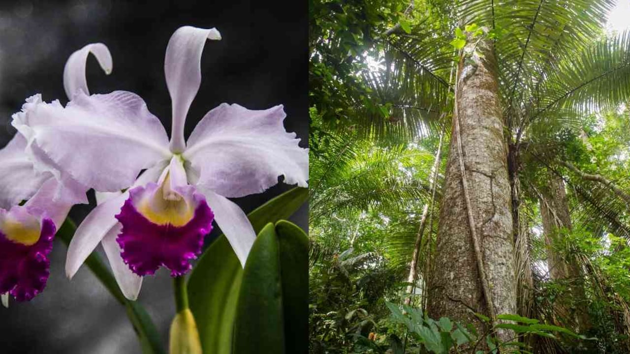 Orquídeas, árboles maderables y palmas en Colombia están en alto riesgo de desaparecer. Fotos: Jardín Botánico de Bogotá y Enrique Castro (WWF-Perú).