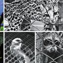 Las autoridades manejan el tráfico ilegal de fauna silvestre como un delito de aprovechamiento ilícito de los recursos naturales contemplado en el Código Penal.