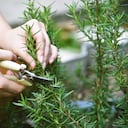 Woman cutting rosemary herb branches by scissors, Hand picking aromatic spice from vegetable home garden.