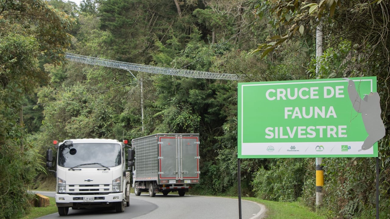 Pasos de fauna silvestre en Antioquia con el fin de evitar atropellamientos. Foto: Cornare.