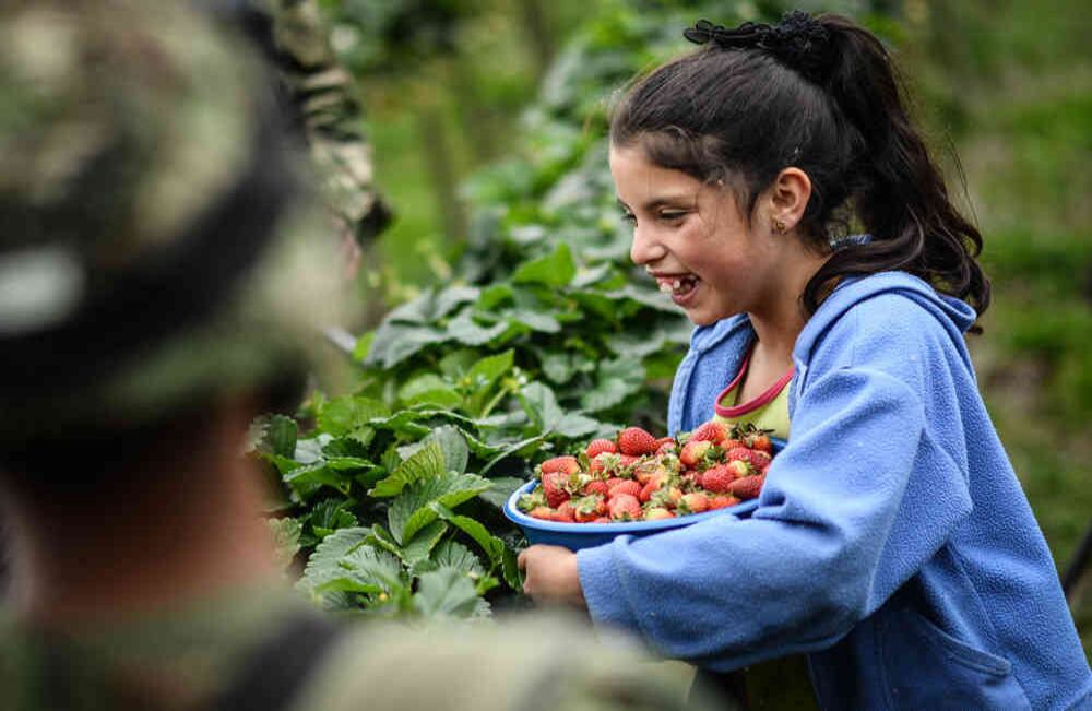 Las Antillas Holandesas, Aruba y España son los principales compradores de fresas colombianas. Foto: MinAgricultura