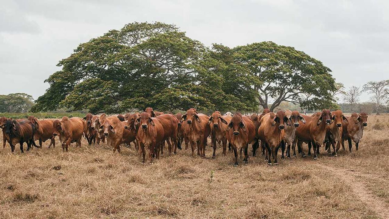 La ganadería es uno de los sectores que más contaminación causa al medio ambiente. Foto: archivo particular.