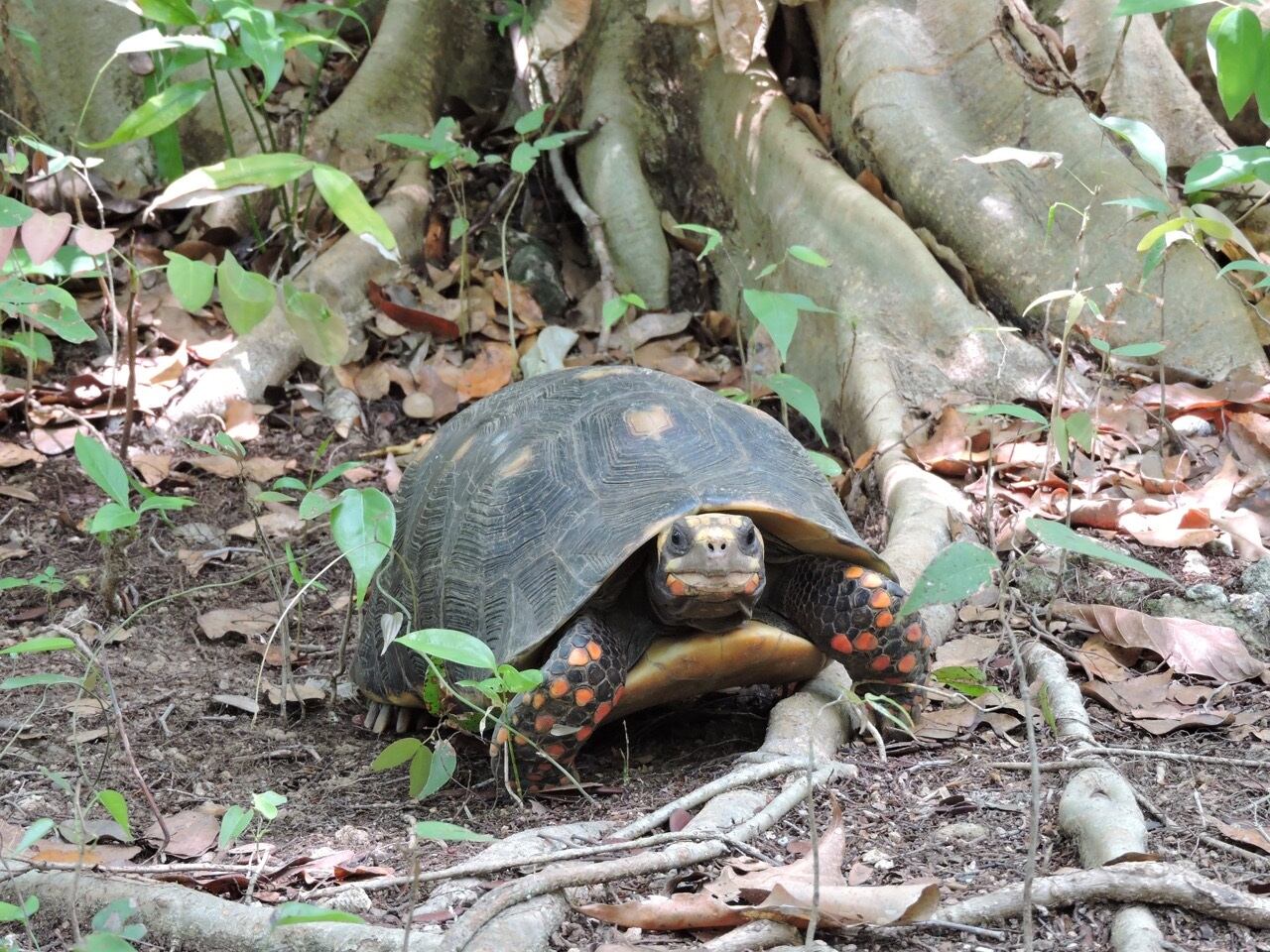 Tortugas amenazadas en Colombia