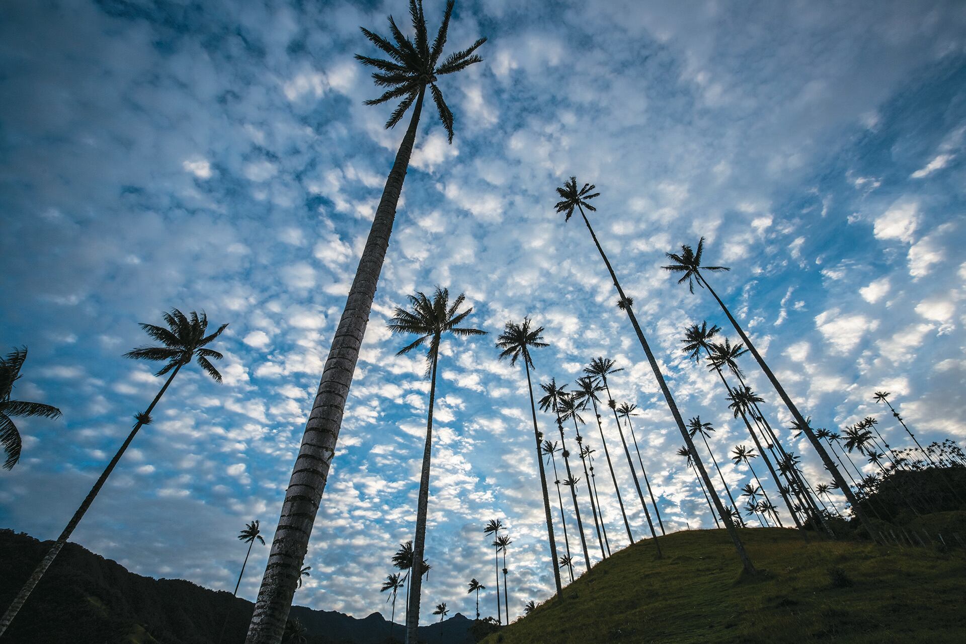 Especial Eje Cafetero, Turismo, Valle del Cocora