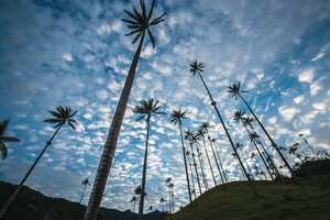 En el Valle de Cocora, en Salento