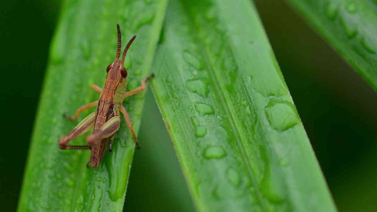 Más del 40% de las especies de insectos están declinando o están amenazadas de extinción. Foto: Pixabay