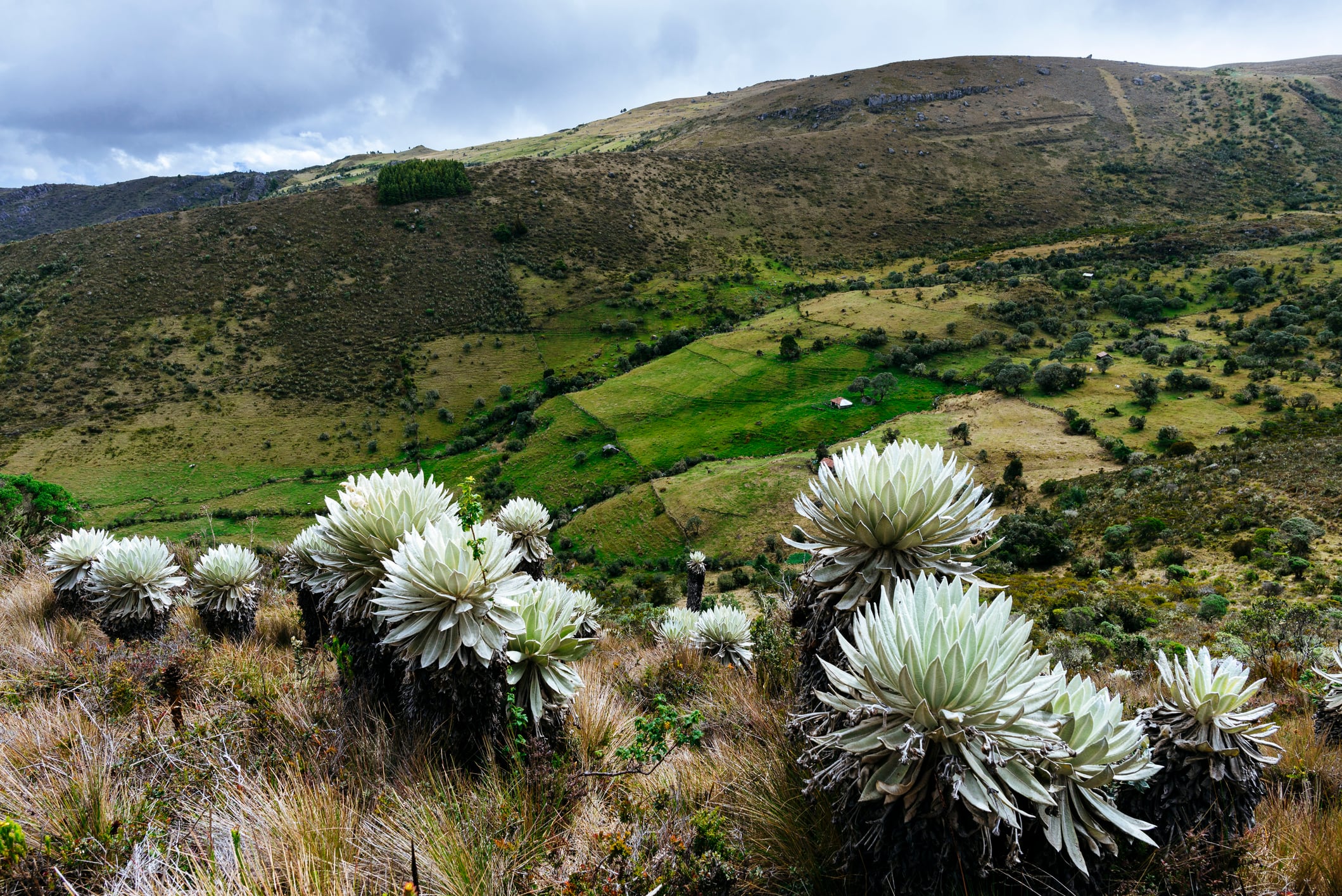 Paramo de Ocetá