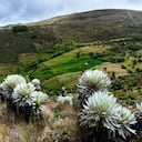 Paramo de Ocetá