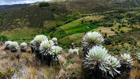 Paramo de Ocetá